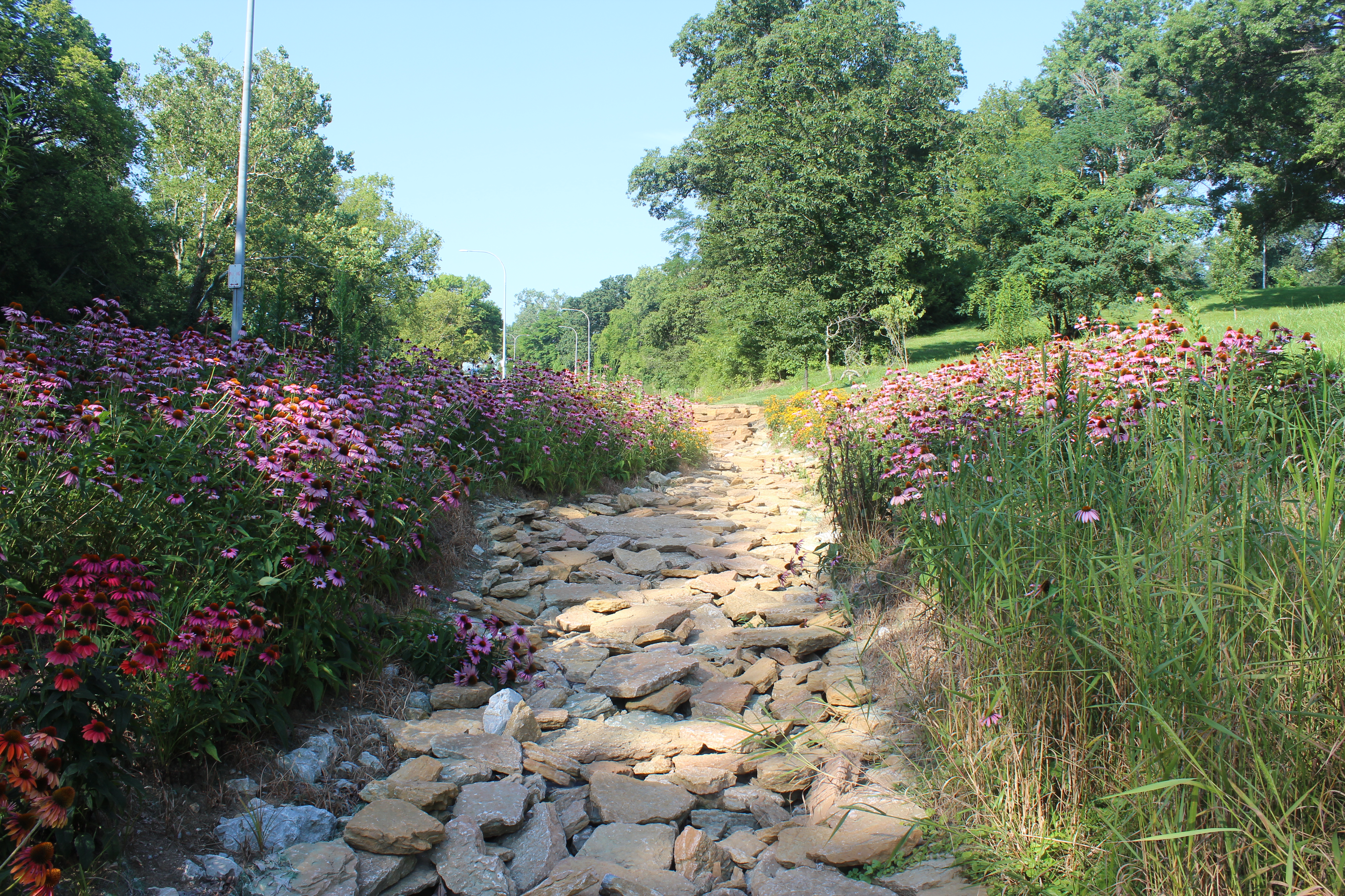 Photo of a bioswale with a rocky base and pretty pink flowers on both sides